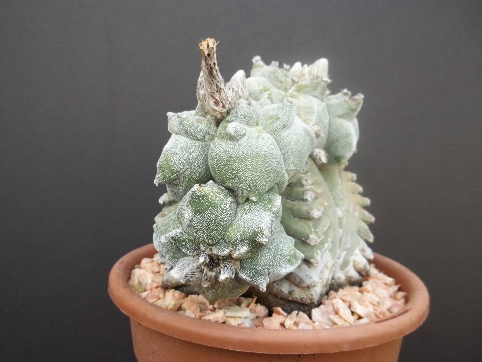 Amazon.com : Astrophytum myriostigma KIKO WHITE rare cactus cacti